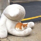 成长的软猫