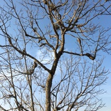 muyuchunhua