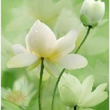 zhaokaiyi