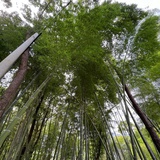 小米粒