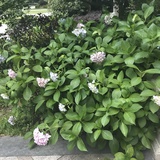 明天