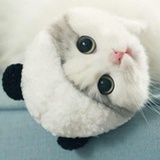 秋秋