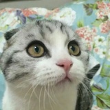 五月的加菲猫