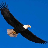 wing