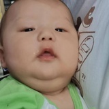 枯叶蝶