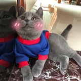 词不达意