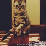 猫的lover