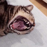 Z Chan