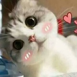 桃子走走看看