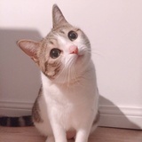 楼顶的猫