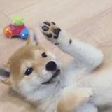 大爹爹