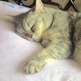 年糕团猫