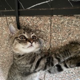 pupu