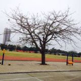 你还c