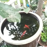 妮妮