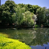 Z君