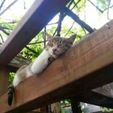 百味果子