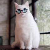 狼顾の喵