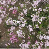 高级母婴师小艳