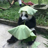 阿板