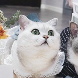 竹