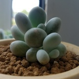 东郭先生