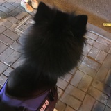 夹肉松酸奶菌