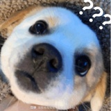 i二狗酱