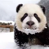 爱吃咸鸭蛋