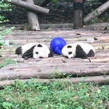 梦梦临