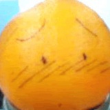 橙子君KEN桑
