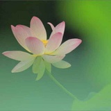 蓮花开落