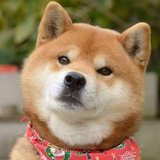 八宝粥爱吃鱼