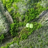 qibli