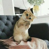 阿月星诶