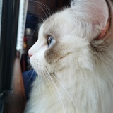 蔷薇丛里的狐狸