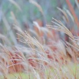 完颜菁