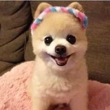 Y