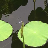 吴晴晴