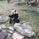 修仙会计