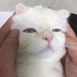 麦无恙