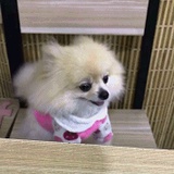 爱吃辣椒的胡椒