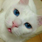 PAKLYB