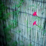 水水