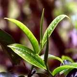 相茗宜芯