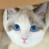 薇