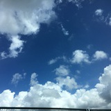 荒野狮