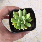 听时光飞舞