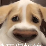 北美翘屁小嫩男