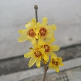 黄不知